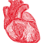 Red pencil art anatomically correct heart